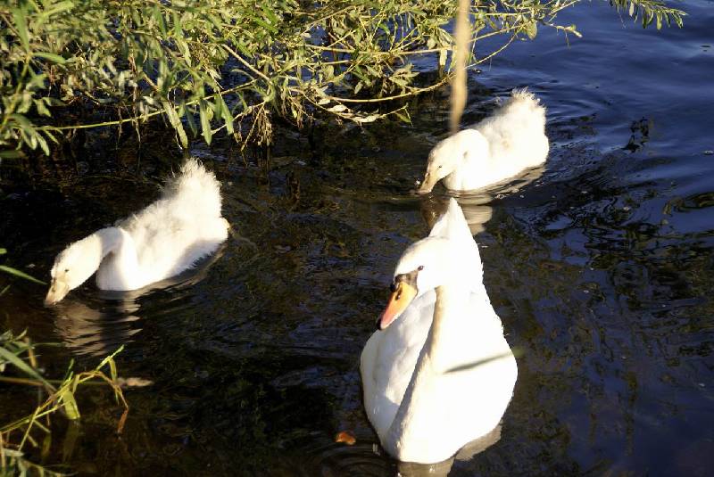 Schwaene auf der Sauer Bild Nr.008